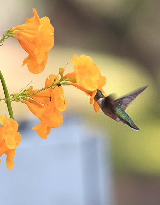 Ruby-throated Hummingbird