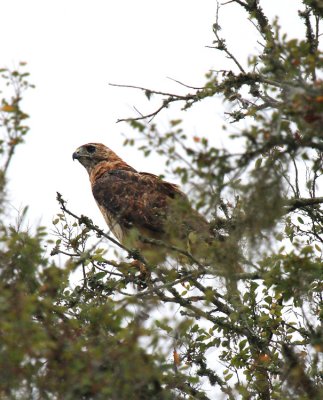 Red-tailed Hawk