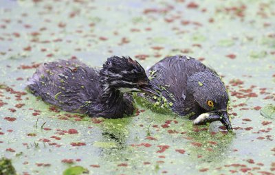 Least Grebe