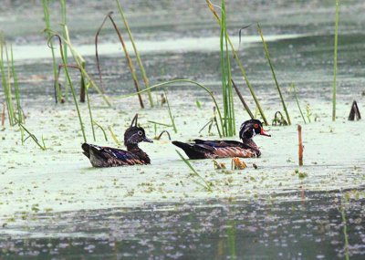 Wood Ducks