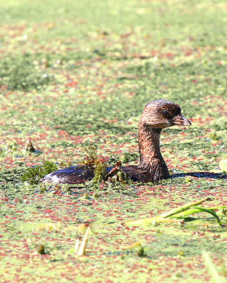 Pied-billed Grebe