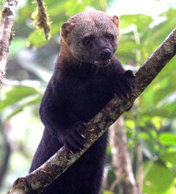 Tayra