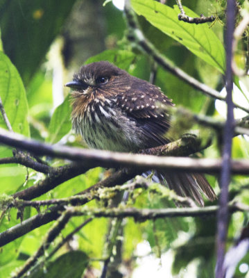 White-whiskered Puffbird