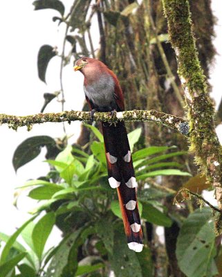 Squirrel Cuckoo