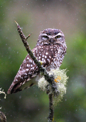 Burrowing Owl