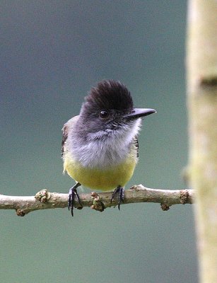 Dusky-capped Flycatcher