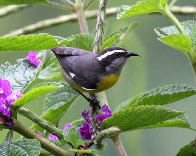 Bananaquit