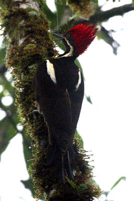 Lineated Woodpecker