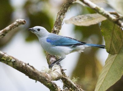 Blue-gray Tanager