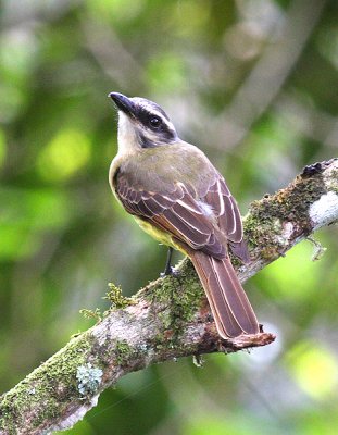Golden-crowned Flycatcher