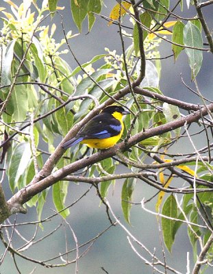 Blue-winged Mountain-tanager