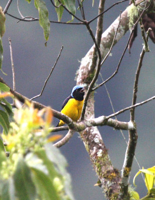 Golden-rumped Euphonia