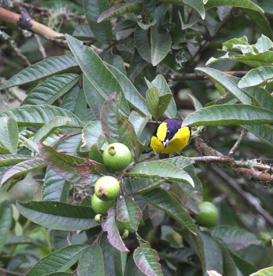 Blue-winged Mountain Tanager