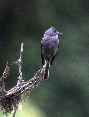 Smoke-coloured Peewee