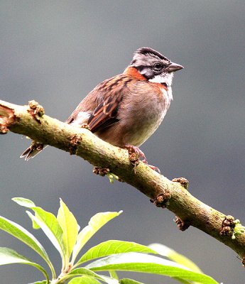 Rufous-collared Sparrow