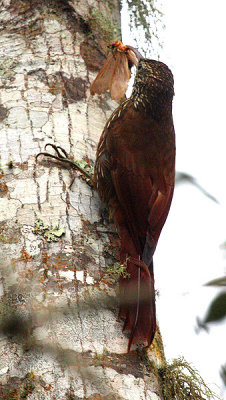 Strong-billed Woodcreeper