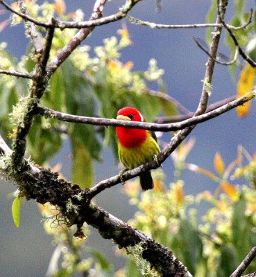 Red-headed Barbet