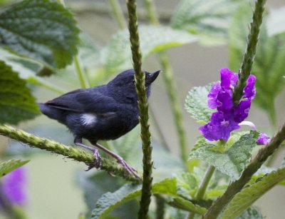 Glossy Flowerpiercer