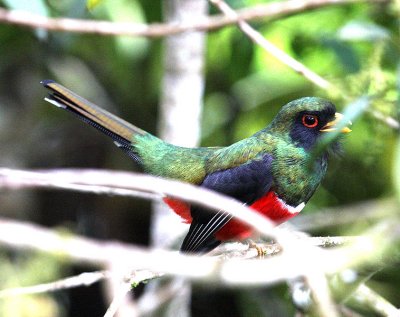 Masked Trogon