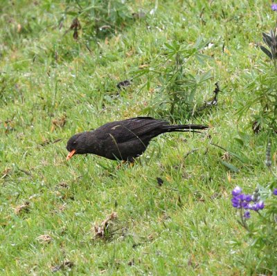 Great Thrush