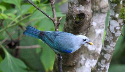 Blue-gray Tanager
