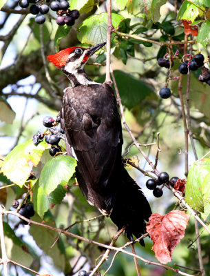 Pileated Woodpecker