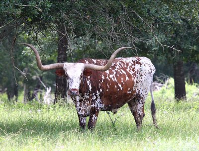 Longhorn
