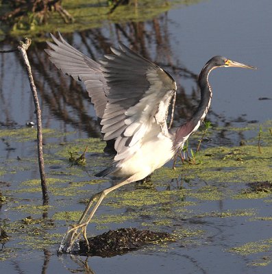 Tricolor Heron