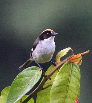 White-winged Brush Finch
