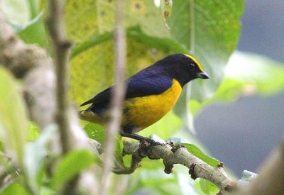 Yellow-crowned Euphonia