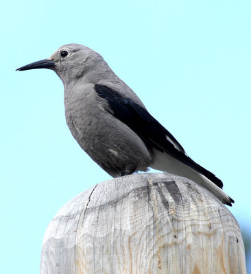 Clark's Nutcracker