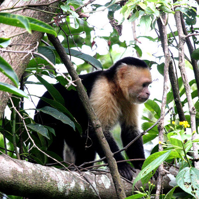 White-headed Capuchin Monkey