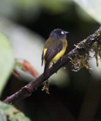 Ornate Flycatcher