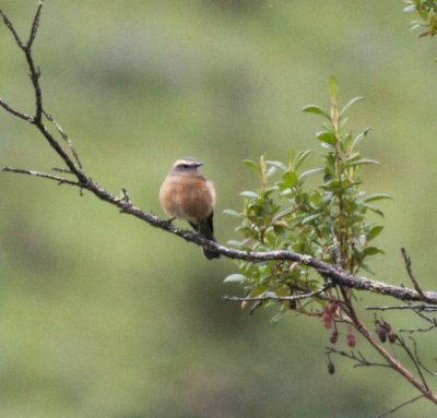 Brown-backed Chat-tyrant