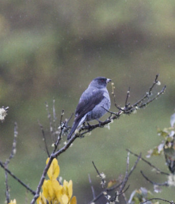 Red-crested Cotinga