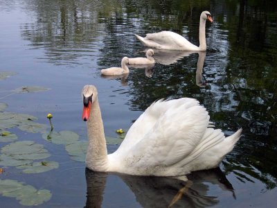 swan-family.jpg