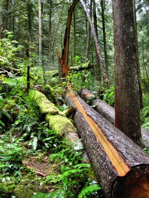 Wallace Falls State Park .