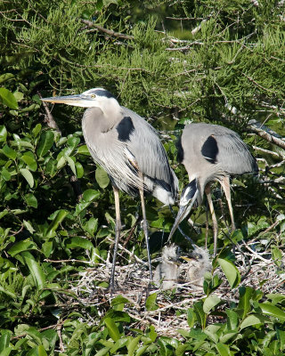 Florida