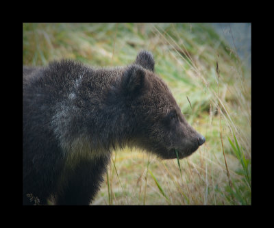 Bear Cub Waiting for Breakfast