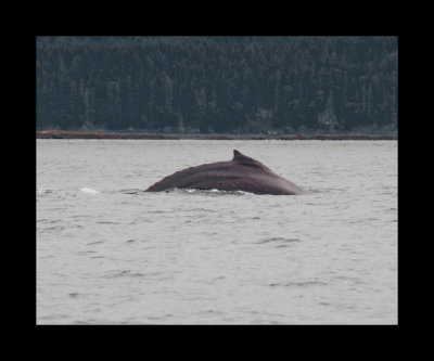 Humpback humpback!