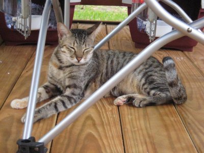 Pepper, thinking about napping