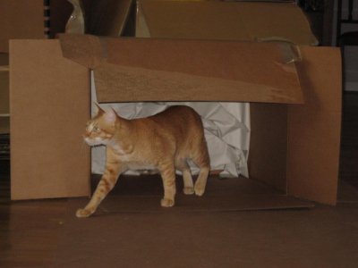 Quality control check by Chico - nothing else in this box to unpack