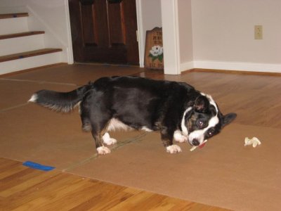 Holly busy with a chew