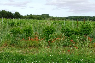 Vernissage au Domaine viticole de l'Agrione