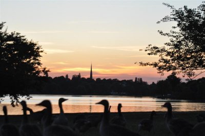 Geese at rest