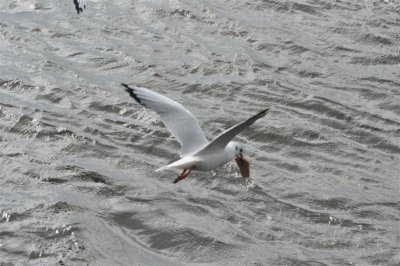 Gull versus Bread