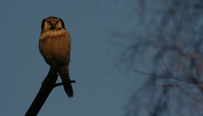 Hawk Owl