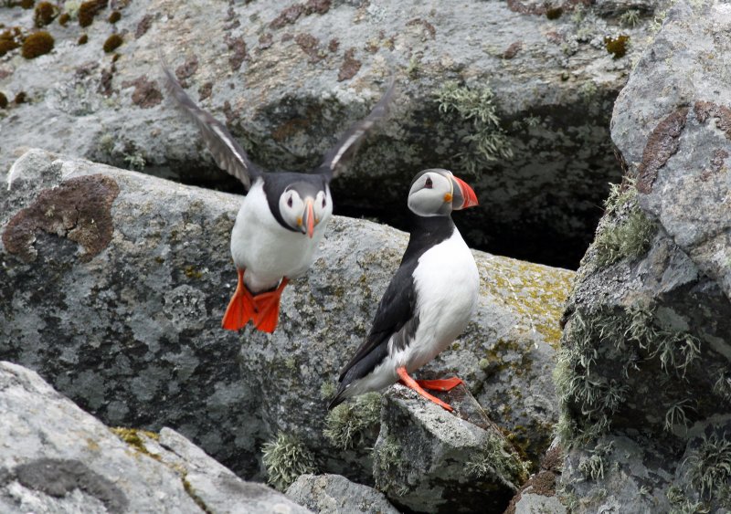 Atlantic Puffin