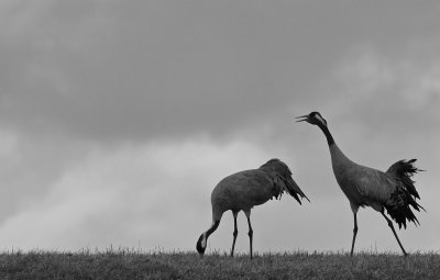 Common Crane