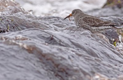 Purple Sandpiper